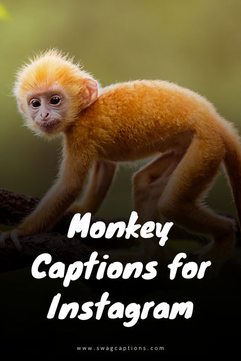 Monkey Captions Instagram, Monkey Quotes Funny, Monkey Quotes, Family Captions, Forest Quotes, Baby Captions, Animal Captions, Love Captions, Monkey Forest