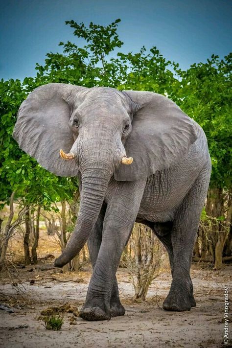 . Angry Boy, All About Elephants, Elephant Photography, Elephant Pictures, Elephants Photos, Asian Elephant, Save The Elephants, Elephant Love, Elephant Art