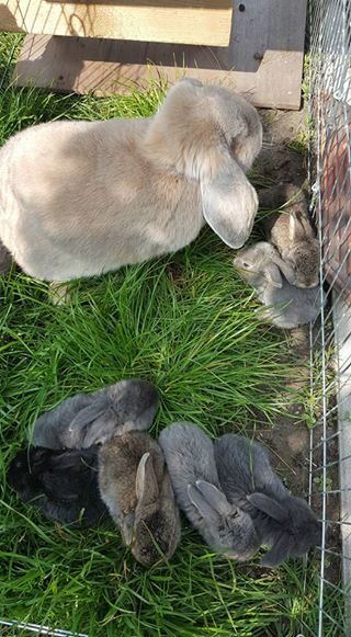 Keeping Rabbits, Giant Rabbits, Crazy Bunny Lady, Bunny Lady, Bunny Family, Flemish Giant, Raising Rabbits, Bunny Mom