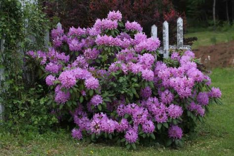 Lavender Rhododendron Shrub, Rhododendrum Bush, Rododendro Garden Ideas, English Roseum Rhododendron, Rodadendren Flower, Rhodendron Garden, Rhododendron Landscape Front Yard, Rodadendren Bush, Rhododendron Hedge