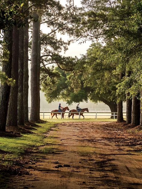 South Carolina Trees, South Carolina Small Towns, South Carolina Hikes, Low Country South Carolina, Southern States Aesthetic, Southern Living Aesthetic, Deep South Aesthetic, Lowcountry Aesthetic, Charleston South Carolina Aesthetic