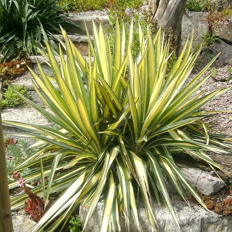 When I put my mind to it, I can handle plants just fine, but I haven’t kept a full garden in years. Instead, I’ve opted to turn my efforts toward container gardening. These small-scale gardens feel easier to manage than a large vegetable plot, and I can move the containers around my yard as needed. … Yucca Gloriosa, Small Scale Gardening, Yucca Filamentosa, Full Garden, Garden Flowers Perennials, Broadleaf Evergreen, Herb Containers, Container Garden Design, Gardening Zones