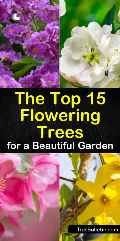 Flowering Trees For Front Yard, Purple Flowering Tree, Flowering Pear Tree, Homestead Lifestyle, Growing Seedlings, Weeping Cherry Tree, Fringe Tree, Pink Flowering Trees, Trees For Front Yard