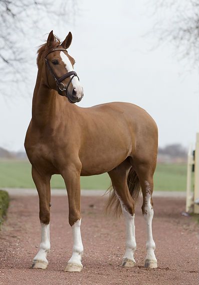 Endless Numbered Days - Love the proportions of this horse - good long legs and a beautiful upright posture. Gorgeous! Horse Reference Photos, Horses Brown, Chestnut Horses, Horse Standing, Warmblood Horses, Horse Aesthetic, Thoroughbred Horse, Most Beautiful Animals, Chestnut Horse