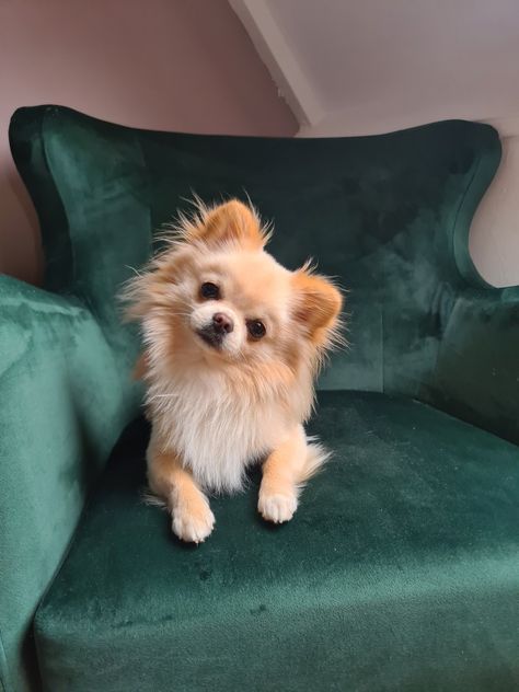 Long Haired Teacup Chihuahua, Chiuaua Dog, Fluffy Chihuahua, Pomchi Dogs, Pomchi Puppies, Psy Chihuahua, Pomeranian Chihuahua, Every Dog Breed, Baby Chihuahua