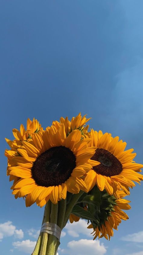 Sunflower Iphone Wallpaper, Sunflower Photography, Sunflower Pictures, Vintage Flowers Wallpaper, Image Nature, Flower Iphone Wallpaper, Sunflower Wallpaper, Japon Illustration, Nothing But Flowers