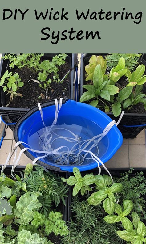 A DIY Wick Watering System is a simple, effective and quick to set up. It works via a phenomenon called capillary action. Outdoor Watering System, Diy Hanging Plant Waterer, Green House Watering System Diy, Self Watering Ideas For Potted Plants, Wick System Hydroponics, Slow Release Watering Diy, Slow Release Watering System Diy, Solar Light Watering Can Diy, Outdoor Plant Watering Hacks