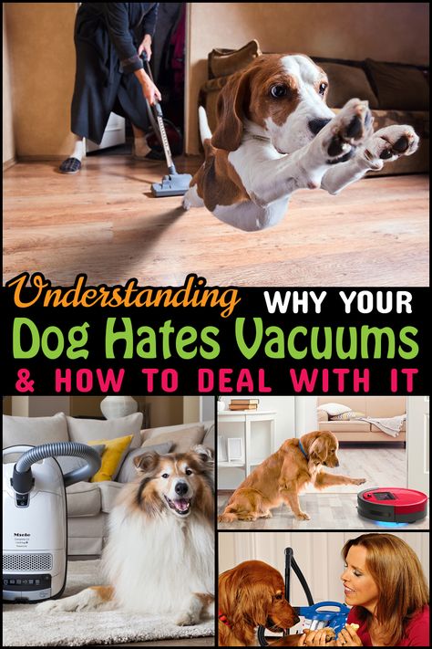 Dog Hair Vacuum, Pet Hair Vacuum, Cat Cleaning, Cat Seat, Cheap Carpet, Cleaning Guide, Beard Trimmer, Best Dog Training, Best Vacuum