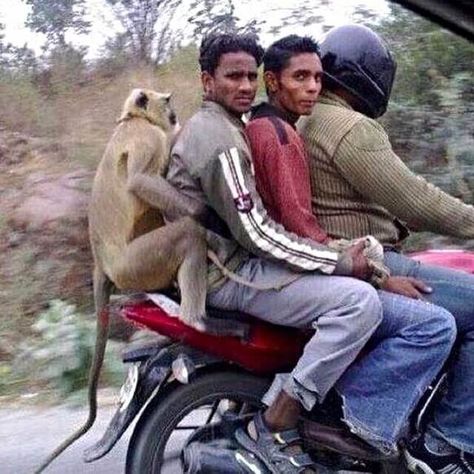 25 Photos That Prove You Can Never Predict What You Will Find On Indian Roads Orang India, Amazing India, Rage Comics, A Monkey, Monkeys Funny, Humor Grafico, We Are The World, Third World, صور مضحكة