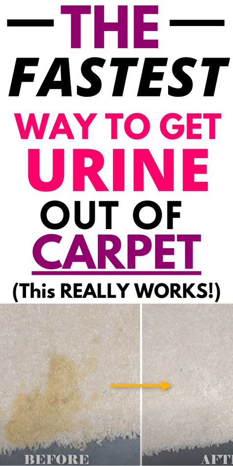 Looking for easy and fast ways to get urine stains and urine smell ou of your carpet. Continue reading to learn the simple tricks I used to get rid of urine stains instantly for good... Human Urine Smell Out Of Carpet, Best Way To Get Urine Smell Out Of Carpet, How To Get Urine Stains Out Of Carpet, Homemade Urine Odor Remover, Diy Pet Stain And Odor Remover Carpet Cleaners, Diy Pet Urine Carpet Cleaner, Diy Dog Urine Carpet Cleaner, How To Get Rid Of Urine Smell In Carpet, How To Get Pee Stains Out Of Carpet