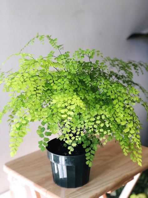 Pot Gantung, Maiden Hair, Plant Kingdom, Maidenhair Fern, Air Purifying House Plants, Live House Plants, Plant Wishlist, Live House, Home Air Purifier