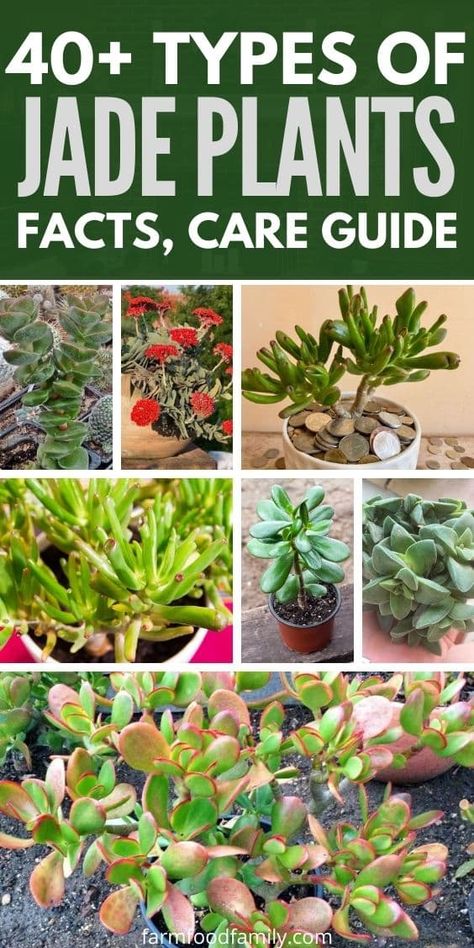 40+ Different Types Of Jade Plants (Crassula Ovata) With Pictures Crassula Ovata Jade, Types Of Jade Plant, Crassula Succulent Types, Jade Plant Decor Ideas, Types Of House Plants, Bonsai Growing, Jade Plant Bonsai, Jade Plant Care, Jade Succulent