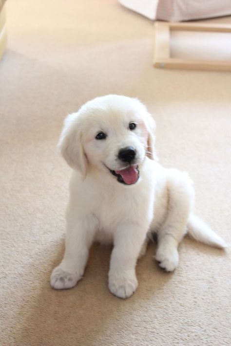 Golden retriever 10 week old puppy                                                                                                                                                                                 More White Dog, Golden Retriever, Puppies, Dogs, White