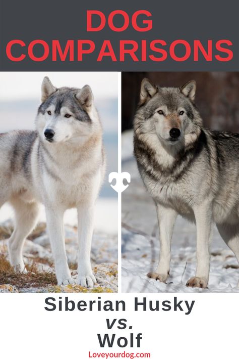 There are few similarities between the Siberian Husky and the Wolf, more so than other domestic dogs. Find out more about how they compare! #LoveYourDog #SiberianHusky #Wolf #Dog #Dogs Dog Names Unique, Wolf Husky, Dog Line, Dog Information, So Weird, Dog Hacks, Wolf Dog, A Wolf, Husky Dogs