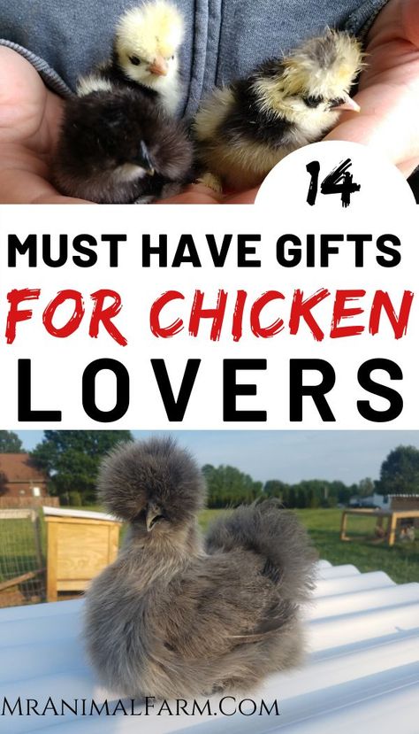 Are you trying to find some gifts for the chicken lover in your life? Here are a ton of great ideas that will make them happy. #homesteadlife #homesteadanimals #raisingchickens Chicken Gifts Ideas, Gifts For Chicken Lovers, Chicken Items, Chicken Owner, Urban Chickens, Chicken Lover Gifts, Backyard Poultry, Chicken Gifts, Crazy Chicken Lady