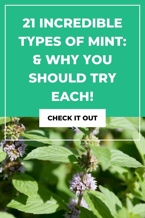 Grow Mint Indoors, Growing Mint Indoors, Corsican Mint, Grow Mint, Growing Mint, Pineapple Mint, Medicinal Herbs Garden, Apple Mint, Herbs Garden