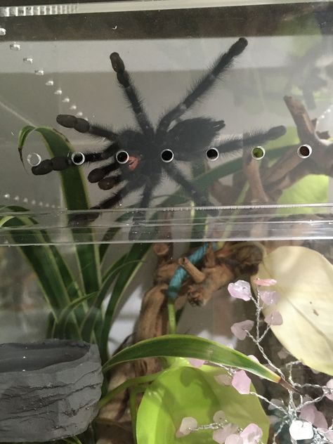 This beautiful pink toe tarantula (avicularia avicularia) is so much fun to watch as he moves around his enclosure (webbing the back of it, but still coming to the front every now and again). #tarantula #danellescritters Pink Toe Tarantula Enclosure, Beautiful Tarantula, Avicularia Avicularia, Pink Toe Tarantula, Tarantula Enclosure, Pink Toes, Crested Gecko, Exotic Pets, Reptiles