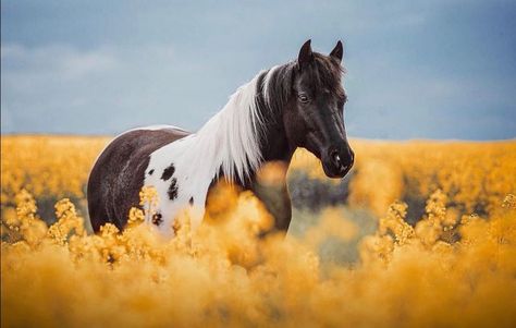 Horse Wallpaper For Laptop, White Horse Wallpaper, Wallpaper For Laptop, Horse Wallpaper, Horse Photos, Arte Animal, Horse Photography, Horse Love, White Horse