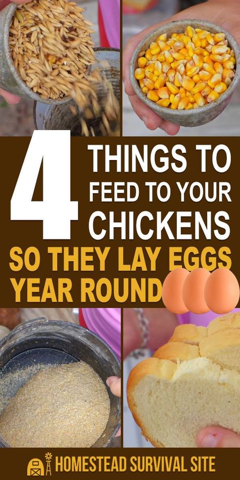 Reban Ayam, Food For Chickens, High Protein Chicken, Chicken Coop Garden, Laying Chickens, Backyard Chicken Coop Plans, Diy Chicken Coop Plans, Chicken Feeders, Backyard Chicken Farming