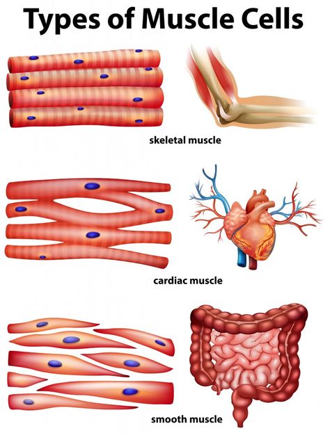 Muscle Cell, Cell Diagram, Sistem Saraf, Types Of Muscles, Basic Anatomy And Physiology, Nursing Student Tips, Biology Facts, Medical Student Study, Nursing School Survival