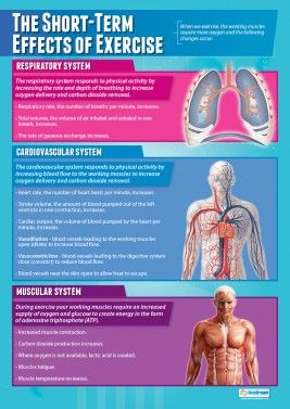 The Short-Term Effects of Exercise Poster Gym Dumbbell, Exercise Poster, Physical Education Lessons, Mini Workouts, Health And Physical Education, Exercise Physiology, Health Class, Muscular System, Workout Chart