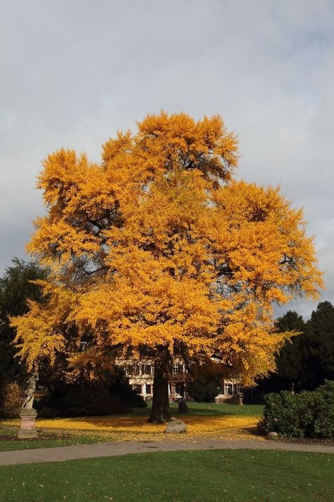 Gingko Biloba Tree, Ginkgo Biloba Tree, Living Fossil, Amazing Backyard, Ancient Trees, Ginkgo Tree, Yellow Tree, Ginkgo Biloba, Ancient Tree