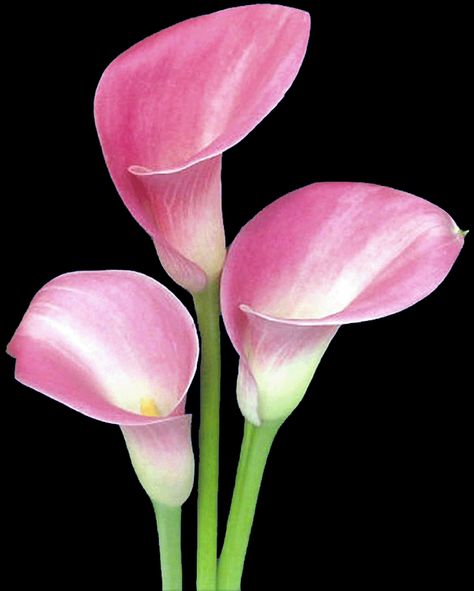 pink calla lillies Pink Calla Lilies, Acrylic Flower Painting, Arum Lily, Calla Lily Flowers, Loyalty Rewards Program, Loyalty Rewards, Lily Tattoo, Fruit Painting, Real Tattoo