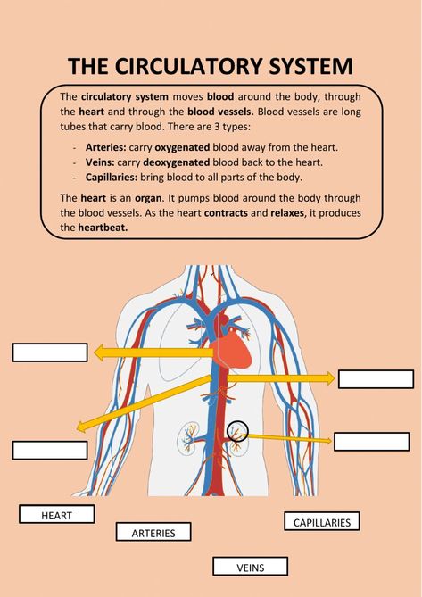 Circulatory System For Kids, Evs Worksheet, Body Systems Worksheets, Human Circulatory System, Human Body Worksheets, Family Tree Worksheet, Excretory System, Free Printables Organization, Kid Science