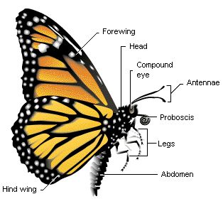 SPR 1: sidebar Anatomy Butterfly Body Parts, Butterfly Facts For Kids, Butterfly Facts, Butterfly Wing Jewelry, Butterfly Species, Butterfly Life Cycle, Diagram Design, Butterflies Flying, Facts For Kids