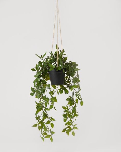 Ivy Plant Indoor, Hanging Ivy, Living Wall Indoor, Plant Display Ideas, Indoor Plant Wall, Wall Planters Indoor, Hanging Gardens, Artificial Hanging Plants, Hanging Plant Wall