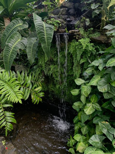 waterfall landscape foliage Jungle Waterfall, Tropical Waterfall, Jungle Aesthetic, Rainforest Plants, Turtle Pond, Tropical Painting, Tropical Rainforest, Kew Gardens, Pretty Plants