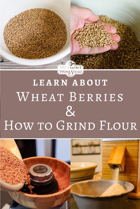 Wheat Berries Flour, The Prairie Homestead Recipes, Grinding Wheat Berries, Making Flour From Wheat, Grinding Your Own Spices, How To Mill Wheat, How To Grind Your Own Wheat, How To Make Flour From Wheat, Grind Your Own Flour