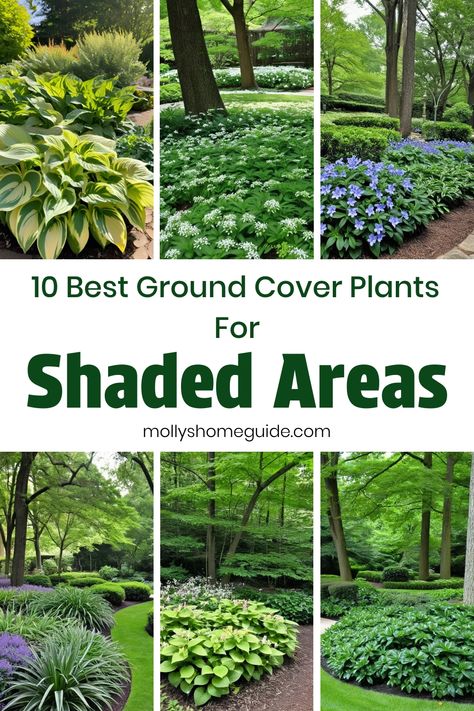 Discover the best ground cover plants for shaded areas to add beauty and lushness to your garden. From shade-loving perennials to fast-growing tropical varieties, these ground cover plants for shady spots will thrive in low light conditions. Create a stunning landscape with gorgeous ground cover flowers that will brighten up any corner of your yard. Whether you're looking for ground cover perennials that love shade or tropical plants for shaded areas, there are plenty of options to choose from. Mostly Shade Plants, Landscape Plants Low Maintenance, Landscape Ground Cover Ideas, Ground Cover Front Yard, Shady Garden Ideas Landscapes, Sweet Woodruff Ground Cover, Ground Cover For Shaded Areas, Outdoor Plants For Shaded Areas, Plants That Grow In Shade