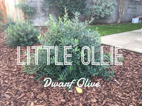 Let’s learn about some awesome plants – Little Ollie Olive Tree - Oh The Places You'll Grow Mediterranean California Landscape, Backyard Landscaping Mediterranean, Sweet Olive Tree Landscaping, Sweet Olive Bush, Olive Tree Privacy Screen, Mediterranean Curb Appeal, Little Ollies Landscaping, Olive Bush Landscaping, Drought Tolerant Trees California