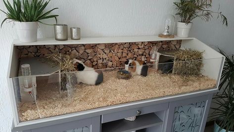 Aesthetic Guinea Pig Cage, Guinea Pig Enclosure, Indoor Guinea Pig Cage, Indoor Rabbit Cage, Diy Guinea Pig Cage, Guinea Pig Diy, Guinea Pig Hutch, Guinea Pig Accessories, Hamster Habitat