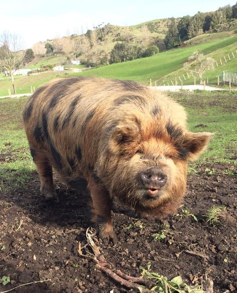 Don't you just want to give this fluffy spotted pig a kiss on its cute little snout? Mangalica Pigs, Kune Kune Pigs, Big Pigs, Cute Piglets, Kissy Face, Mini Pigs, Pet Pigs, Lazy Dog