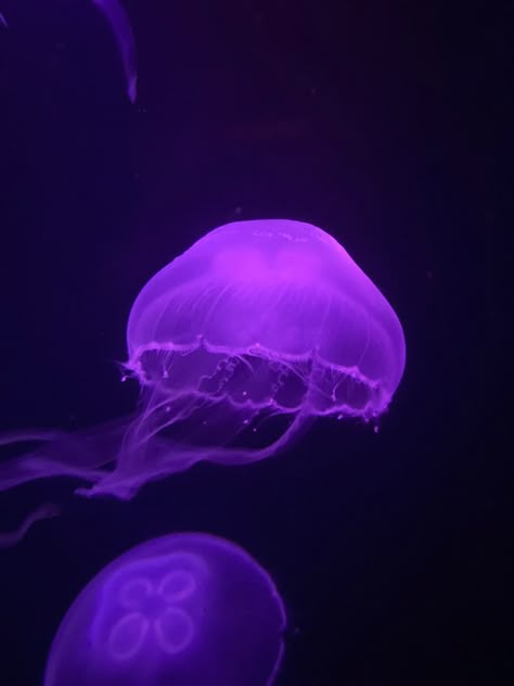 Purple Glowing Jellyfish Purple Octopus Aesthetic, Purple Bioluminescence, Purple Jellyfish Aesthetic, Purple Ocean Aesthetic, Pr Wallpaper, Purple Mermaid Aesthetic, Glowing Animals, Ocean Homescreen, Bioluminescence Aesthetic