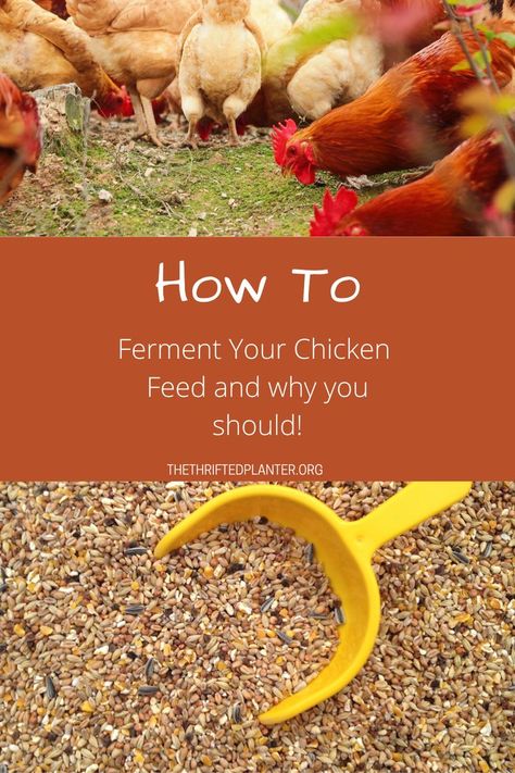 fermented chicken feed Fermenting Chicken Feed, Food For Chickens, Chicken Health, Tons Of Money, Chicken Treats, Chicken Food, Chicken Feed, Chicken Coops, Fermented Foods