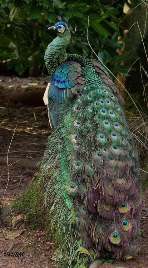 🦚🦚🦚 Peacock Images, Peacock Photos, Peacock Pictures, Manhattan Project, Peacock Painting, Animal Funny, Peacock Art, Nature Birds, Exotic Birds