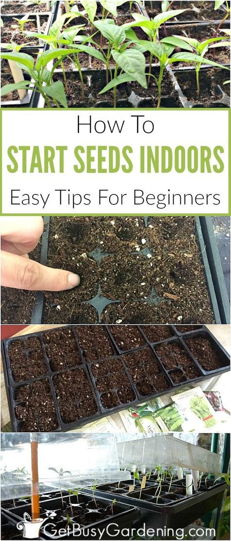 Growing plants from seeds is a great way to save money on gardening. But starting seeds indoors can be tricky and frustrating when you’re a beginner. This guide makes growing seeds indoors easier, and has tons of tips for how to grow seeds indoors for beginners. Learn everything you need to know to start planting seeds indoors, and get a jump-start on your gardening season. Growing Seeds Indoors, How To Grow Seeds, Plants From Seeds, Planting Seeds Indoors, Growing Plants From Seeds, Grow Seeds, Growing Tomatoes From Seed, Start Seeds Indoors, Seed Planting