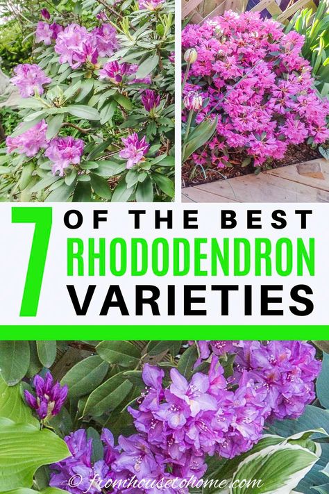 I love this list of Rhododendron and Azalea varieties. So many pretty flowers that will look beautiful in my spring garden. I really like the one with variegated leaves. #fromhousetohome   #rhododendron #shadelovingshrubs #shadeplants #spring #shadeperennials Azalea Varieties, Shade Flowers Perennial, Cold Weather Plants, Spring Garden Ideas, Shade Loving Shrubs, Evergreen Bush, Plants Under Trees, Perennial Shrubs, Shade Flowers