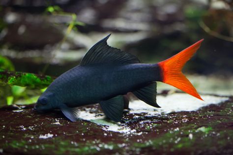 Learn how to care for a Red Tail Shark. From feeding to breeding, you will find all of the information that you need here. Red Tail Shark, Freshwater Sharks, Ikan Air Tawar, Tropical Fish Aquarium, Tropical Freshwater Fish, Small Shark, Fresh Water Fish Tank, Black Shark, African Cichlids