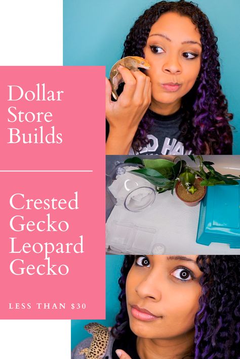 This video is all about making setups for leopard geckos and crested geckos as cheap as possible. We're talking dollar store, less than $30 setups. These are meant to be TEMPORARY housing or housing for tiny babies, as they are small setups. Please don't expect this to last your little critter forever. Click to see how cheap I could set up these temporary enclosures!  #leopardgecko #crestedgecko #dollarstoresetup #cheapsetup Leopard Gecko Enclosure Ideas Diy, Diy Crested Gecko Hide, Diy Crested Gecko Decor, Crested Gecko Setup, Diy Gecko Enclosure, Diy Leopard Gecko Enclosure, Diy Crested Gecko Enclosure, Gecko Setup, Crested Gecko Enclosure