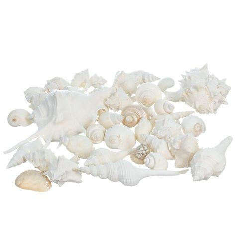 PRICES MAY VARY. YOU WILL RECEIVE – 2 Pounds of Premium Nautical Crush Trading White Shell Mix, plus a complimentary PDF copy of "A Practical Guide for Nautical Décor" eBook by Joseph Rains (delivered by email) SHELLS RANGE IN SIZE – The average size is approximately 3/4 to 2 inches and a handful of shells measure 3 to 5 inches. Our seashells are the ideal choice for creating stunning centerpieces, table decorations, or aisle accents. LARGE VARIETY OF SHELLS – This beautiful and unique assortmen Seashell Bathroom Decor, Seashell Vase, Sea Bathroom Decor, Beach Theme Party Decorations, Shells Crafts, Seashell Bathroom, Beach Seashells, Seashell Decor, Seashell Wedding