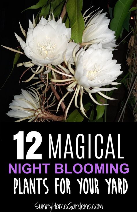 Moon Garden Art, Goth Curb Appeal, Plants That Bloom At Night, Night Plants Moon Garden, Night Blooming Garden, Night Blooming Plants, Moon Garden Ideas Backyards, Night Blooming Flowers Moon Garden, Night Time Flowers