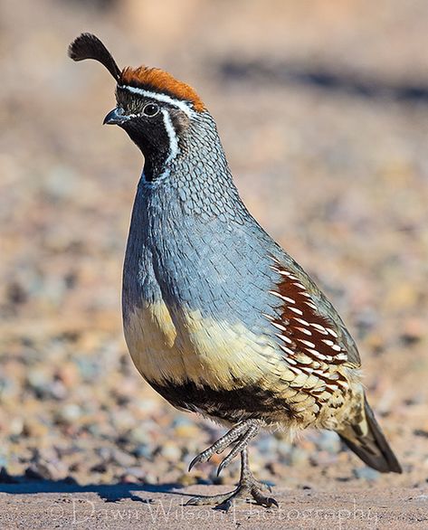 Gambels Quail....I fell in love with these birds when I first saw them when I moved to Arizona! Gambels Quail, Arizona Birds, Vogel Silhouette, Game Birds, Bird Pictures, Exotic Birds, Pretty Birds, Bird Photo, Colorful Birds