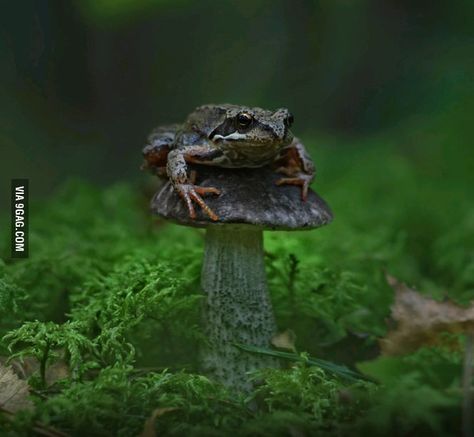 Toad Stool, Wild Apple, Magic Forest, Ghost Writer, A Frog, Frog And Toad, Reptiles And Amphibians, Lizards, Enchanted Forest