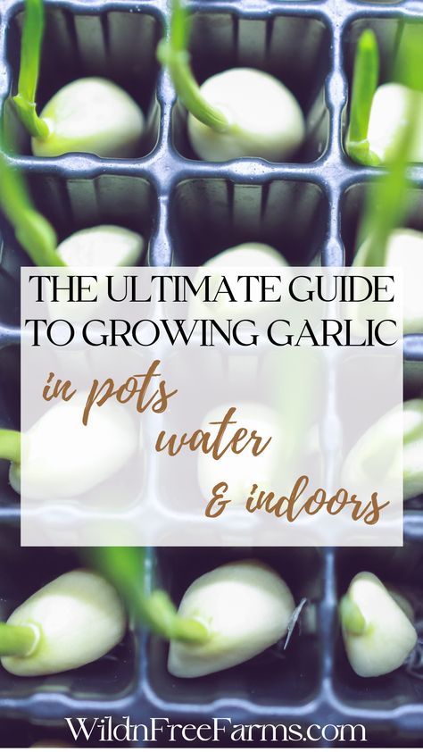 grow garlic in pots Sprouting Garlic Cloves, How To Grow Garlic From A Clove In Water, How To Grow Garlic In A Pot, Growing Garlic From Cloves Indoors, Growing Garlic Indoors, How To Grow Garlic Indoors, How To Grow Garlic From A Clove, How To Grow Garlic, Propagate Garlic