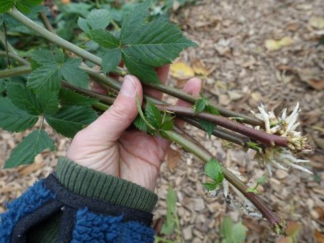 Blackberry marmalade with lemon and vanilla – Sara's Kitchen Garden Compost Tea Brewer, Thornless Blackberries, Blackberry Plants, Blackberry Bush, Growing Blackberries, Farm Light, Kitchen Compost Bin, Compost Tumbler, Succulent Seeds