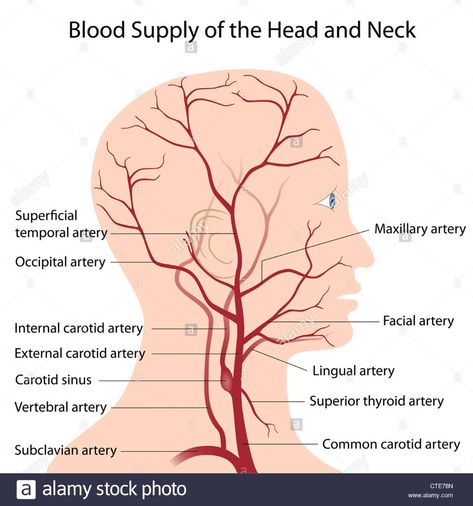 Download this stock image: Blood supply of the head and neck - CTE78N from Alamy's library of millions of high resolution stock photos, illustrations and vectors. Major Arteries, Arteries Anatomy, Nerve Anatomy, Human Skeletal System, Vascular Ultrasound, Internal Carotid Artery, Subclavian Artery, Vertebral Artery, Interventional Radiology